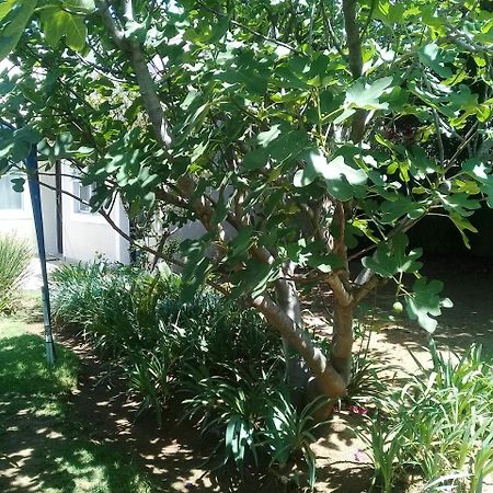 La Coscello Guest House Edenvale Exterior photo